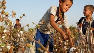 Хлопковое рабство в Узбекистане: Всемирный банк как бы ничего не видит