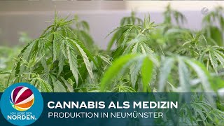 Cannabis als Medizin: Produktionsanlage in Neumünster bekommt erste Hanf-Pflanzen