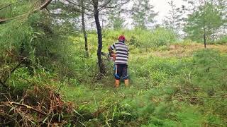 Forestry Skills: How to Trim Young Pine Trees _FarmersLife _Shorts