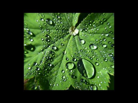 Βίντεο: Φυτό Lady's Mantle: Growing and Caring For Lady's Mantle