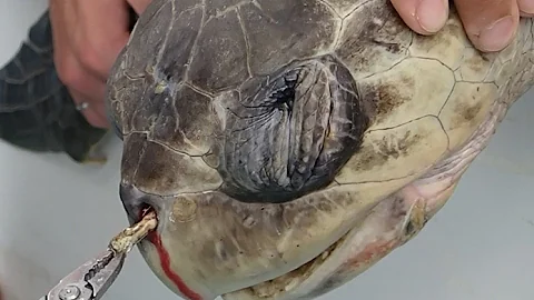 Sea Turtle with Straw up its Nostril - "NO" TO SIN...