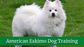 How to Take Care of the American Eskimo Dog || American Eskimo Dog Maintenance and Grooming