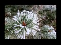 Winter elegy remix by alfia yussupova 2009 wwwalfiamusiccom