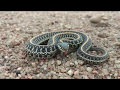 baby garter snake in Kansas putting up a strong defense act