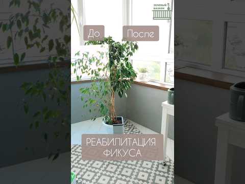 ДО/ПОСЛЕ....КТО НЕ ВЕРИЛ, ЧТО ЭТО РЕАЛЬНО?/ Восстановление фикуса/ Часть 2