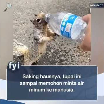 tupai haus minta minum #shorts #viral #youtubeshorts