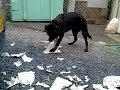 レオンのおもしろ動画シリーズ