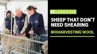 Researchers think they've found a way to remove wool without shearing | ABC News