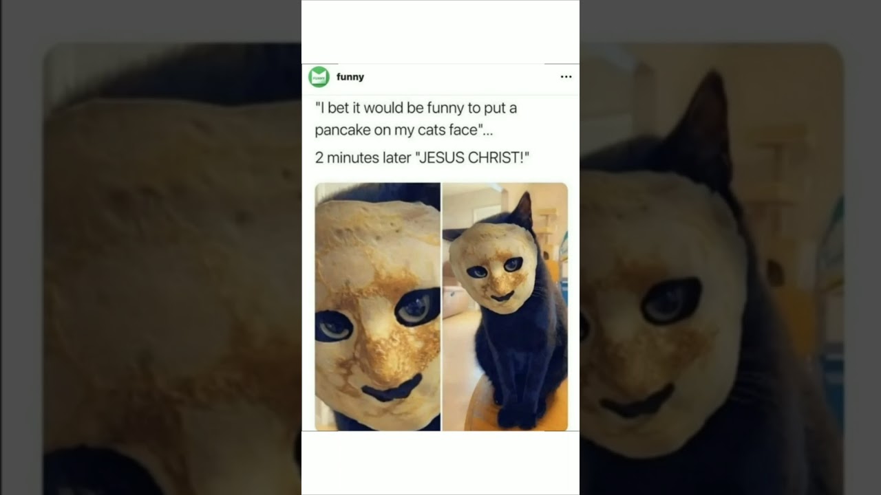 Pancake on cats face 