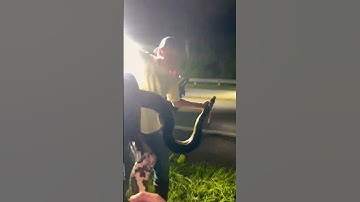 FLORIDA PYTHON HUNTING! #couplegoals #music #florida #snake #python #everglades #farmlife #country