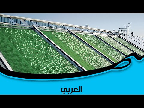 تعر ف إلى الطحالب مصدر للنفط في المستقبل