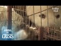 "Wake up.." Dog Watches His Friend Dying Out Of Hunger | Animal in Crisis EP265