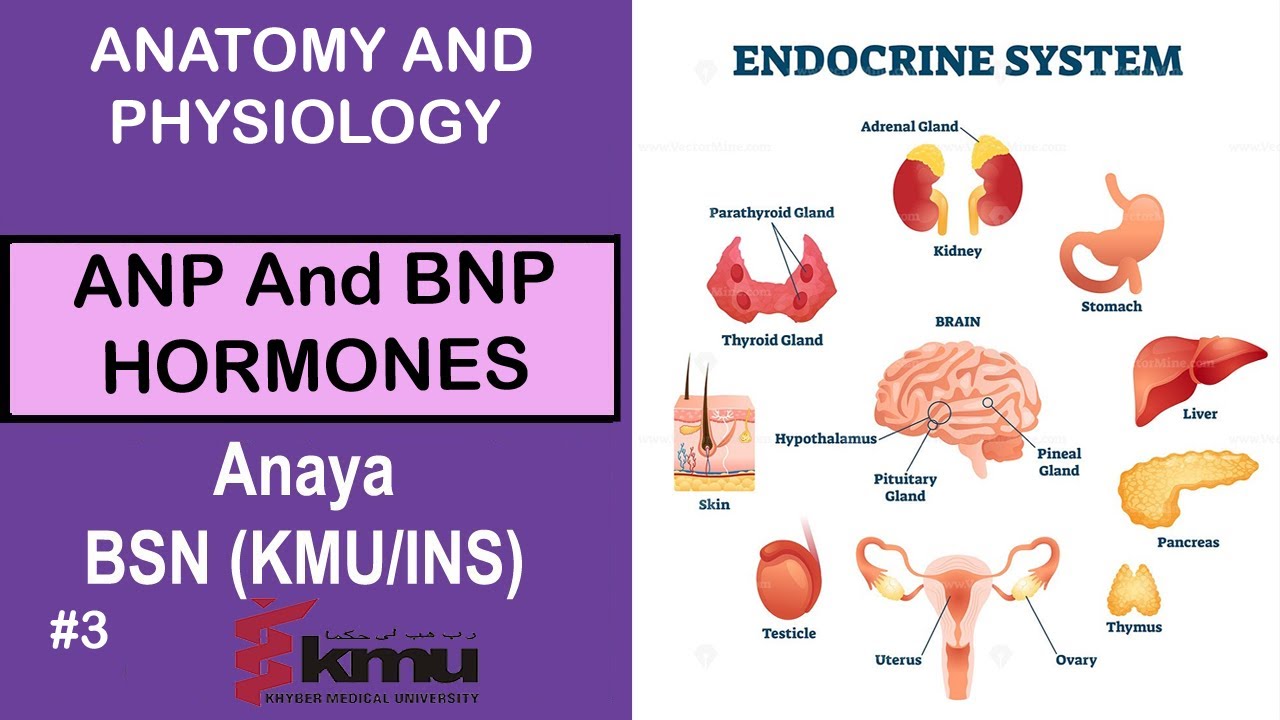What Is ANP Atrial Natriuretic Peptide And BNP B Type Natriuretic what-is-anp-atrial-natriuretic-peptide-and-bnp-b-type-natriuretic