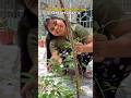 Dining table for my sarkari ghar #sarkariawasstories #ytshorts #shorts #shortsfeed #sarkarighar