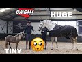 MINIATURE PONY MEETS HUGE STALLION