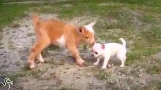 Bouncy Puppy Grows Up In A Family Of Baby Goats