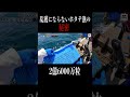 北海道のホタテ #shorts