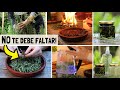 🍃ESTA PLANTA NO TE DEBE FALTAR!! | Botiquín Natural | Cocina | Planta Mágica | Abundancia | Romero