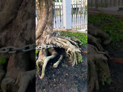 Video Mai đẹp và chậu khủng mấy anh ơi #shorts #maivangchogao - youtube