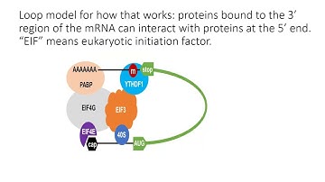 RNA modifications and effects