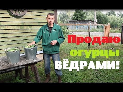 Как там огород?//Продаю огурцы в соседнюю деревню.