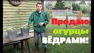 Как там огород?//Продаю огурцы в соседнюю деревню.