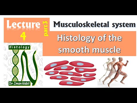 4-Muscular tissue 2021-Histology- First year-3-Musculoskeletal system 2021
