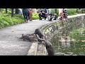 Nervous otter pups get swimming lesson at singapore botanic gardens