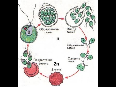 Жизненный цикл и строение  водоросли хламидомонады. Разбор заданий.