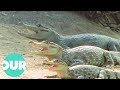 Crocodiles: The Living Dinosaurs | The Reptiles | Our World