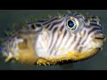 Facts: The Striped Burrfish