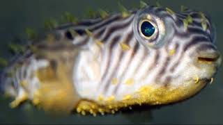 Facts: The Striped Burrfish