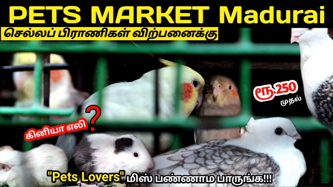 Cheapest Pets Market குறைந்த விலை Birds & Dogs Madurai Pets Market