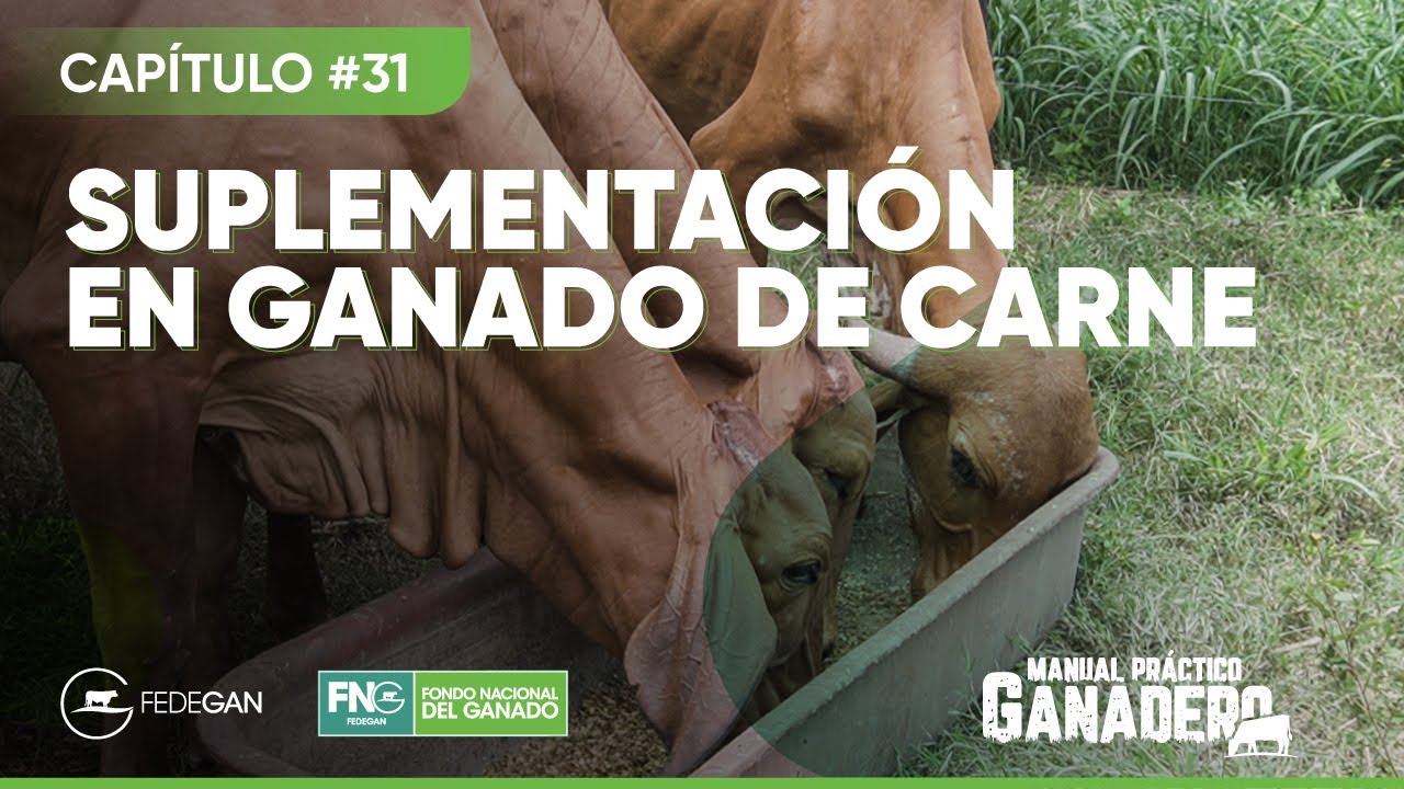 Capitulo 31 - Suplementación en ganado de carne #ManualPracticoGanadero