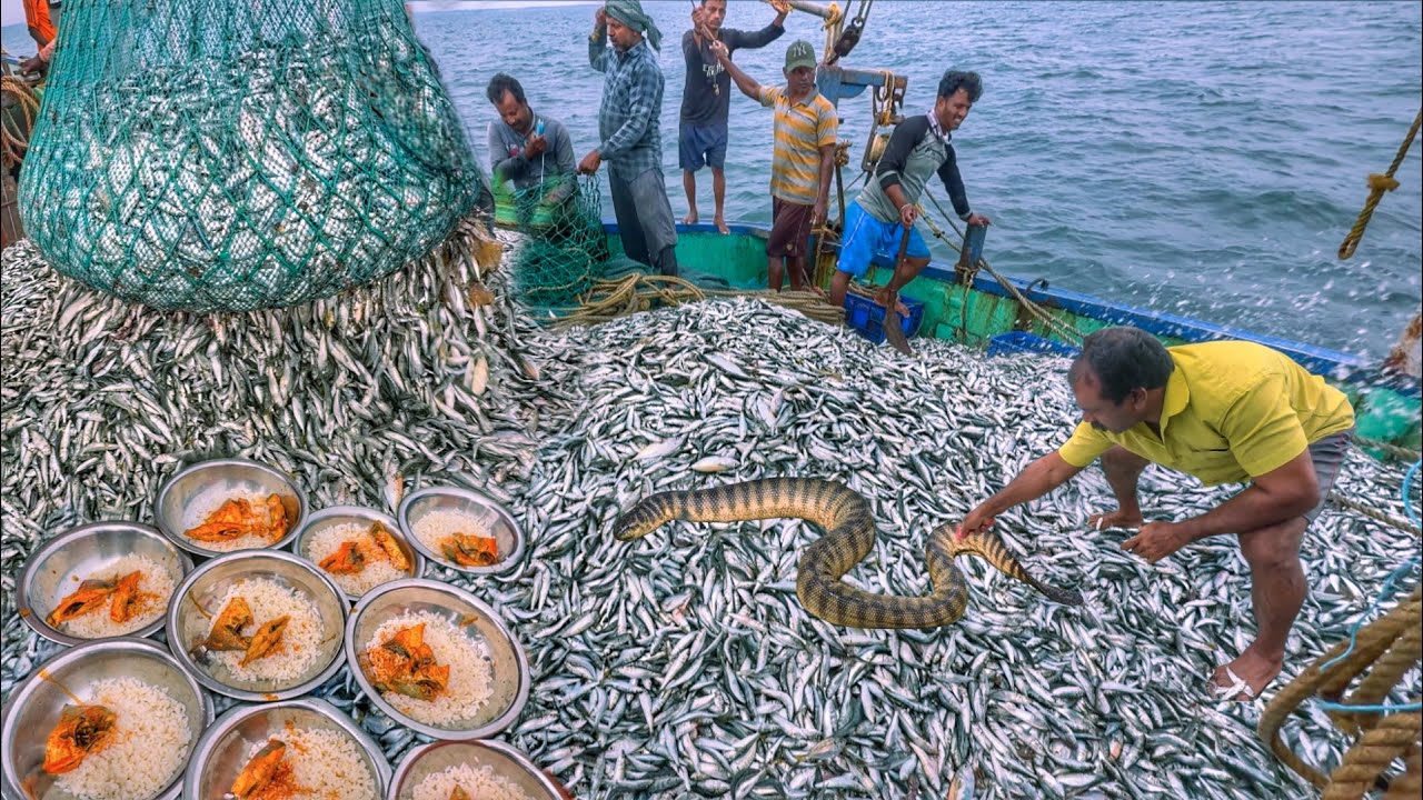 3പുള്ളിക്ക് കോടി കണക്കിന് മീൻ ബോട്ടിൽ കേറിയപ്പോ!BIGGEST CATCH EVER‼️Boat filled with sardine fishes 