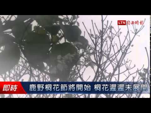 鹿野桐花節將開始 桐花遲遲未展開 - 鹿野桐花節將開始 桐花遲遲未展開