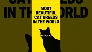 TOP 10 MOST BEAUTIFUL CATS in The WORLD 🌎 List of Prettiest & Most Adorable Felines Ranked 1 - 10!