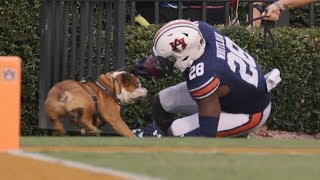 College Football Funniest Moments/Bloopers - September 2019