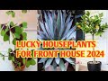 Lucky houseplants for front of the house lucky houseplants 2024 margiepulido21