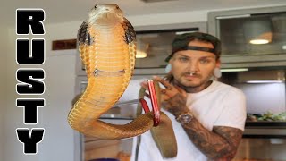 21 King Cobra Tattoo Designs  Ideas  PetPress  Cobra tattoo King cobra  tattoo Snake tattoo