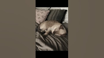 For @My_melody-h6t (CapCut template cuz I’m lazy ) #viral #fylo #animation