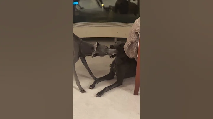 MY CUTE BABY #shorts #dog #whippet #dogs #love