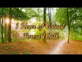 1 Hour of Virtual Walk in Forest with Bird Sounds | Hiking in Woods