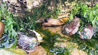 【İngilizce Alt】 Kanalizasyonda Çok Fazla Deniz Kulağı Bulundu