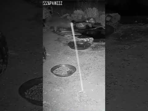 Well, Hello there....ATTACK!!! #racoons #raccoonvideos #wildlife
