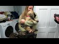 Finn comes home - a new Great Dane puppy Finn comes home - a new Great Dane puppy