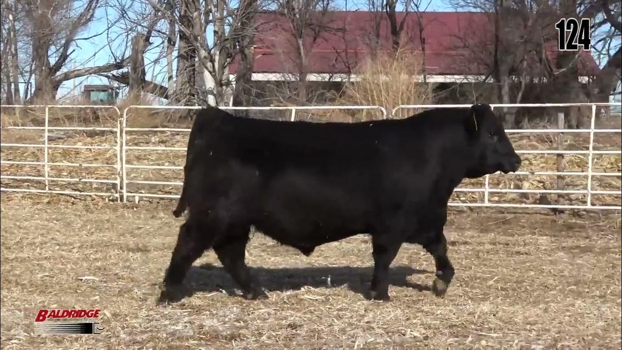 Baldridge Performance Angus Lot 124 YouTube