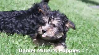 Daniel Millers Puppies by Mt Hope Puppies 35 views 6 days ago 49 seconds