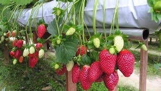 Growing Strawberry - Agriculture Technology - Strawberry Processing