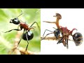 ゾンビ化したアリの行動が異常すぎる